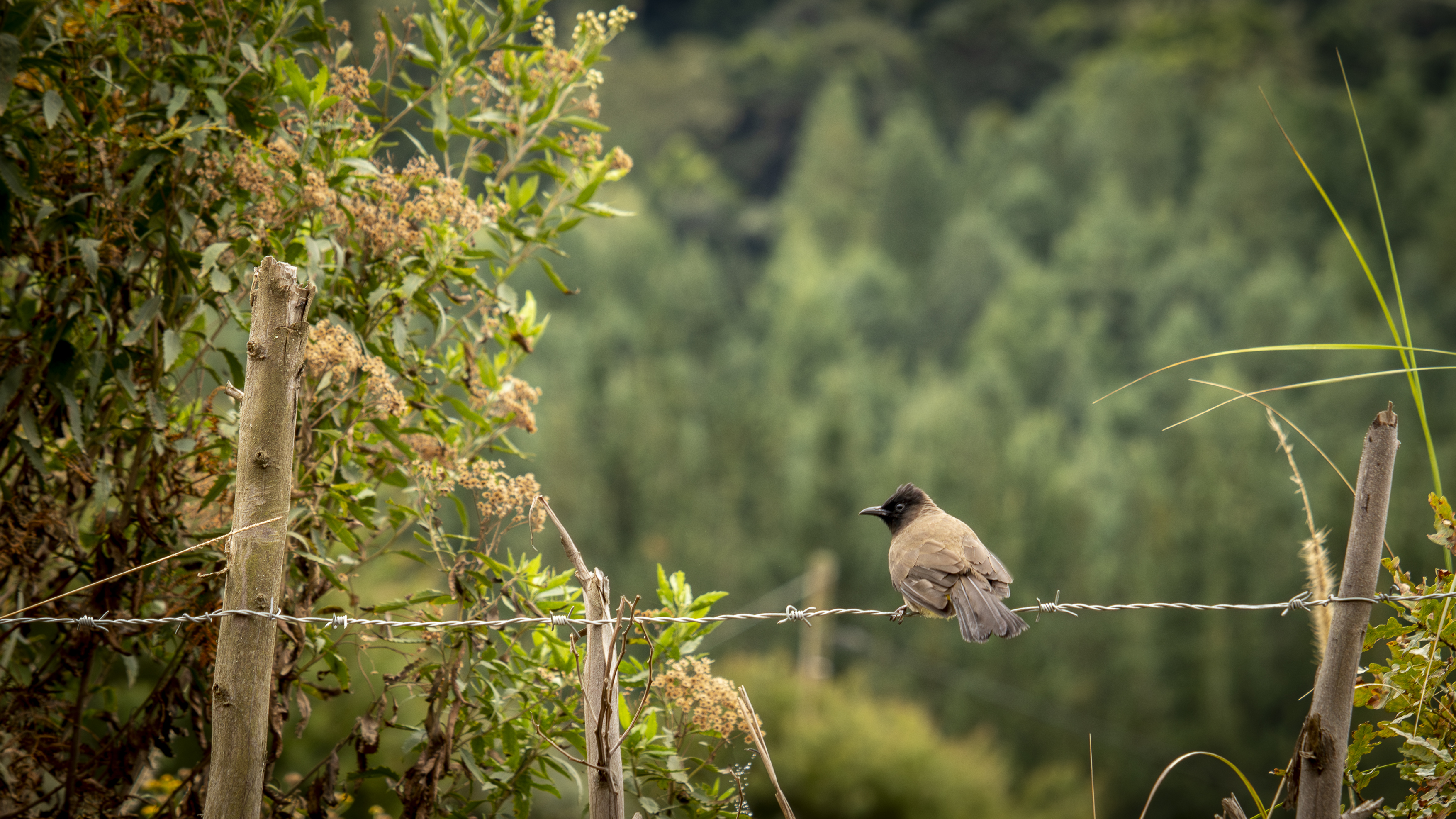 Bird on a Wire