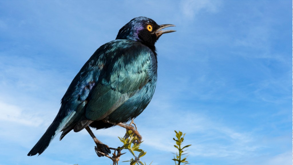 Blue Cape Glossy Starling