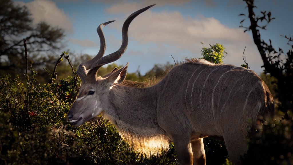Male Greater Kudu