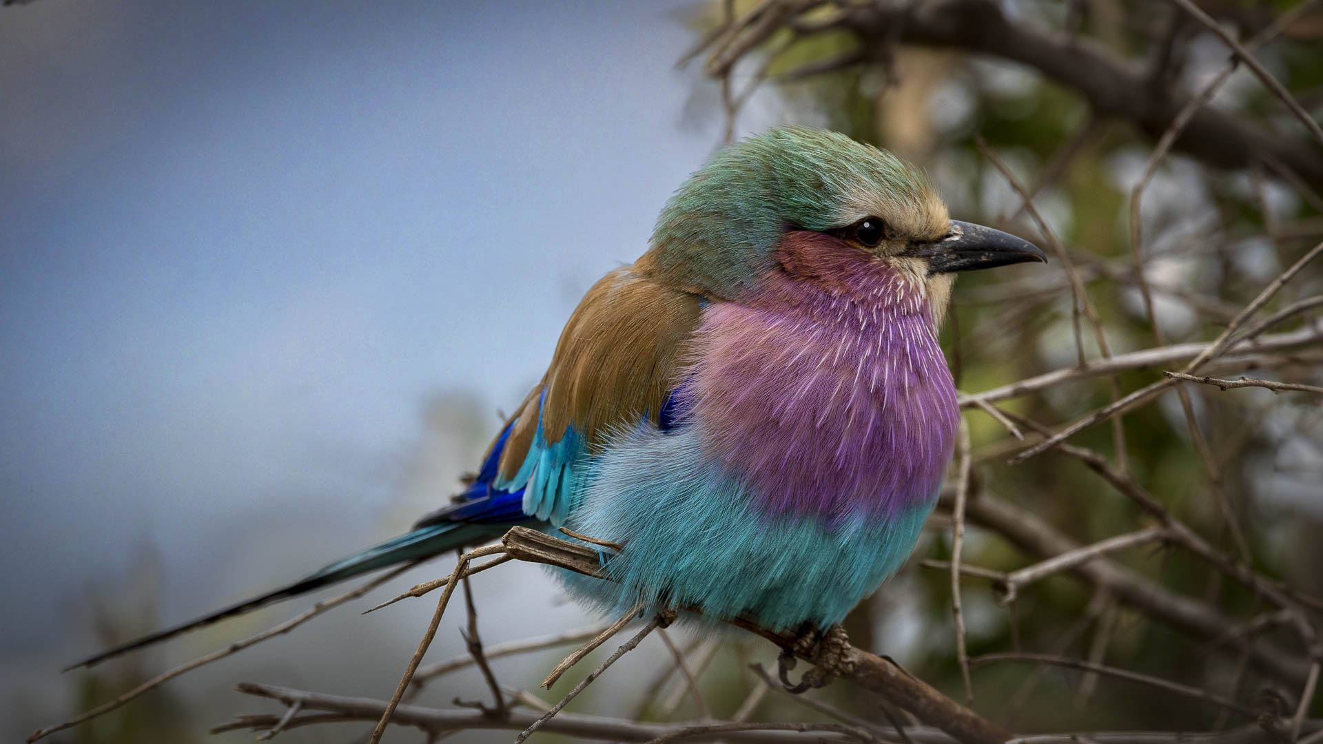 Lilac-breasted roller perched on a branch in Kruger National Park, showcasing vibrant plumage of turquoise, purple, and tan.