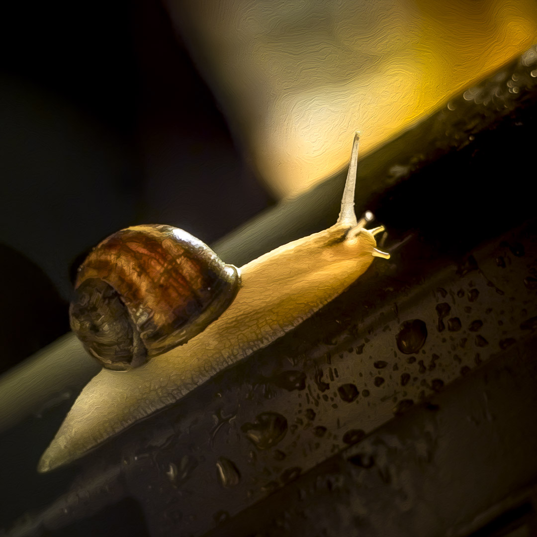 A snail illuminated by warm light, crawling on a dark surface with water droplets, symbolizing perseverance, and faith.