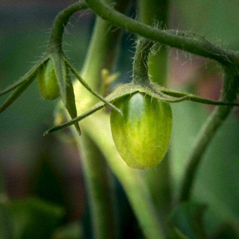 A close-up of a small, green, unripe tomato growing on a vine, illuminated by soft natural light, symbolizing new beginnings and renewal after a season of pruning.