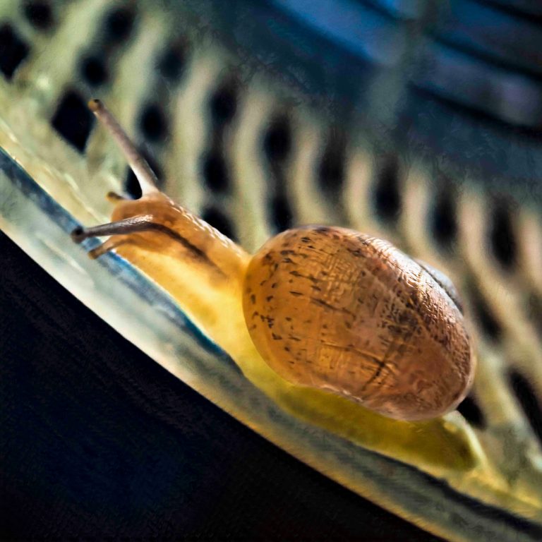 A close-up of a tiny brown snail clinging to the rim of a salad spinner after surviving the wash and spin cycle.