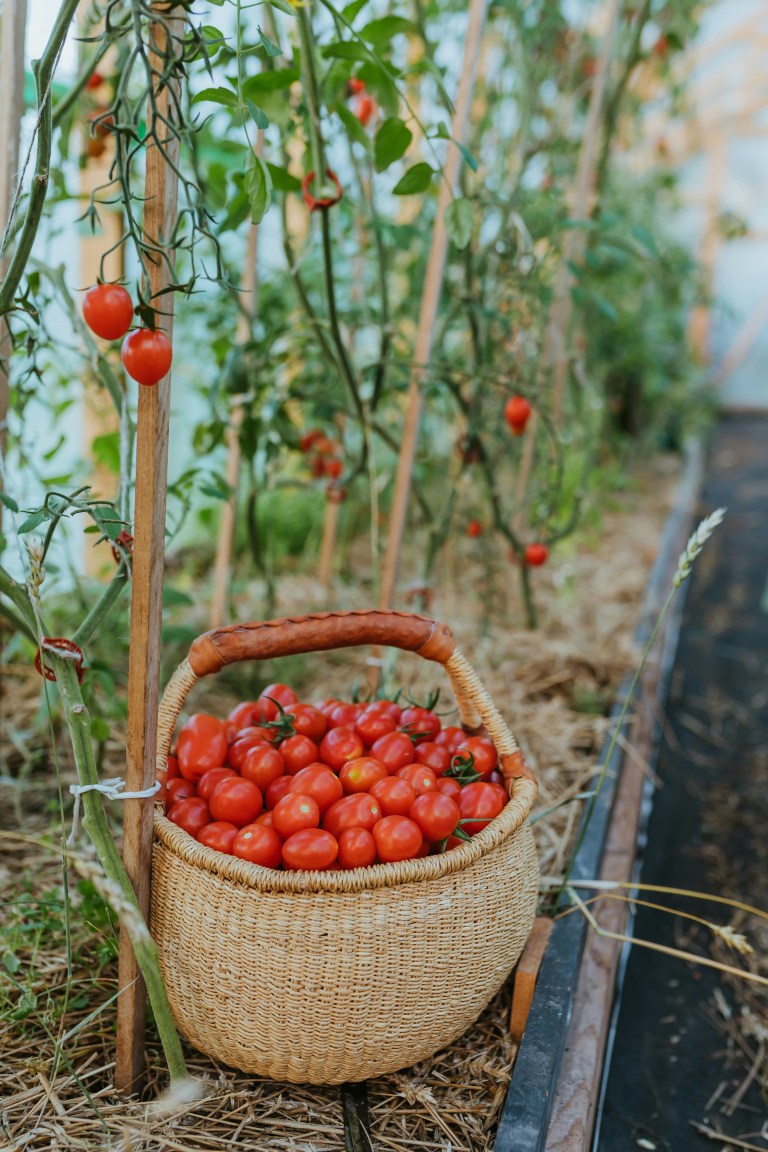 A woven basket filled with ripe red cherry tomatoes, placed in a neatly maintained tomato garden with supported vines in the background.