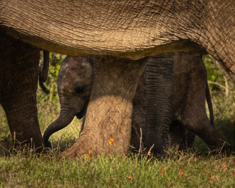A baby elephant nestled safely beneath its mother’s legs in the wild, surrounded by grass and wildflowers.