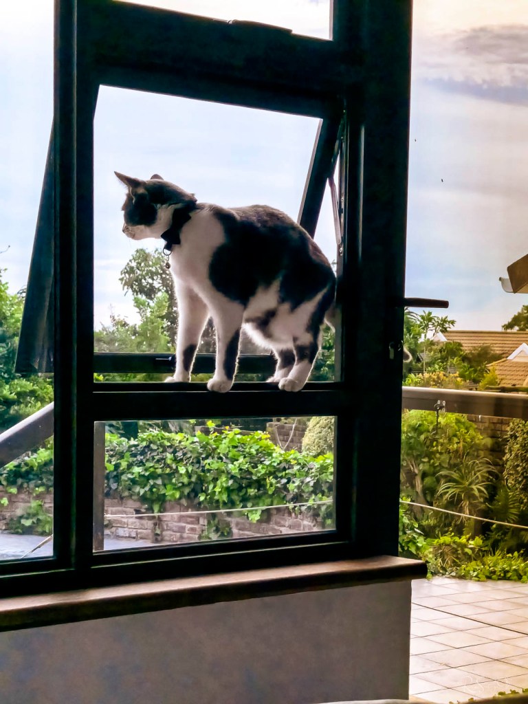A black-and-white cat carefully balancing on the edge of an open window frame, looking out over a garden.