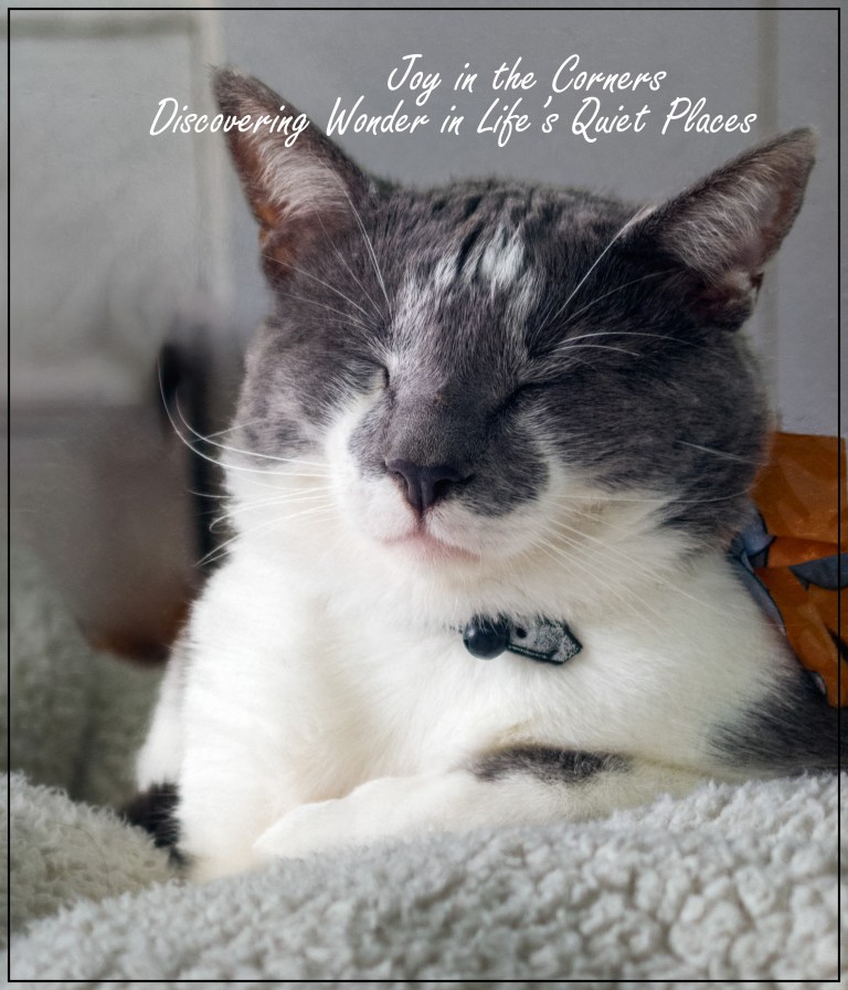 Grey and white cat resting peacefully on a soft blanket, eyes closed in morning contentment.
