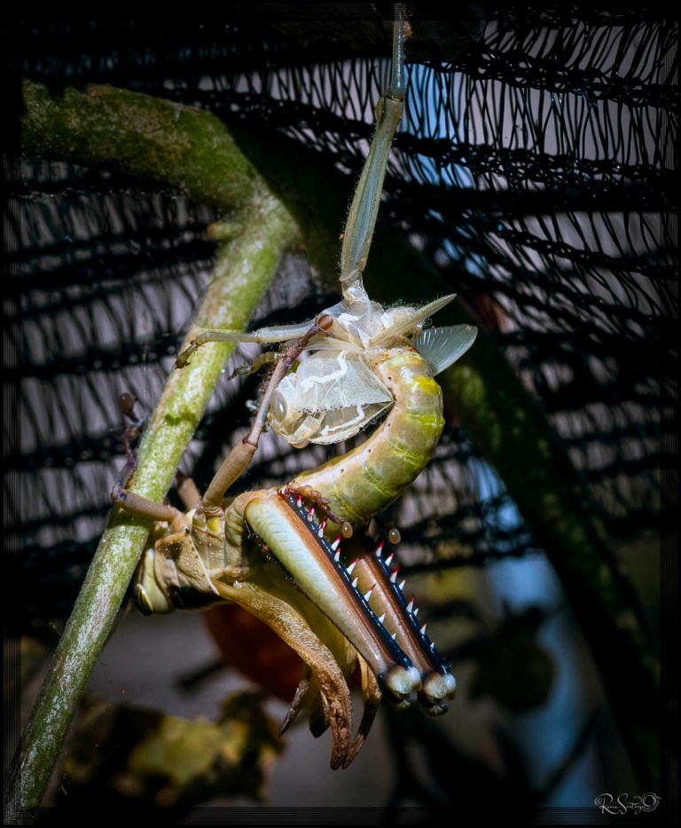 Close-up of a grasshopper mid-molt, emerging from its old exoskeleton while hanging from netting. The transformation is raw, detailed, and visually symbolic.