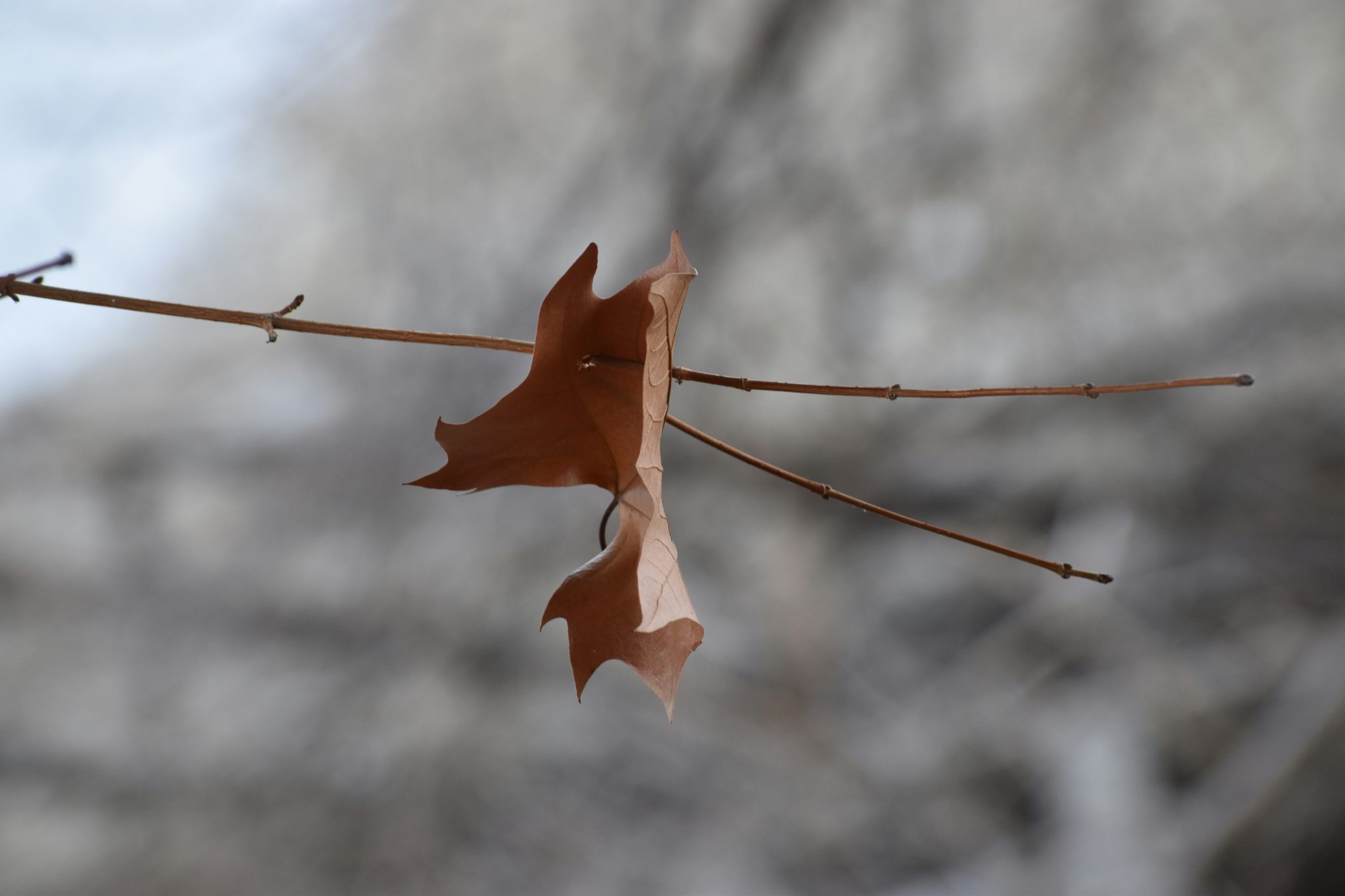 Single brown leaf clinging to a bare branch — symbol of surrender and holding on.