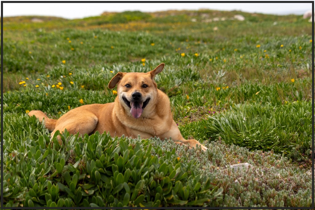 Happy dog laying in wildflowers, smiling with tongue out, enjoying a peaceful moment in nature.