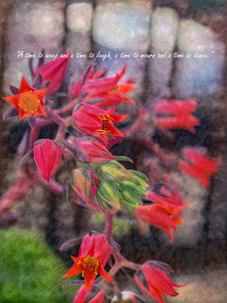 A painterly image of vibrant red-orange succulent blooms against a blurred background, overlaid with the scripture “A time to weep and a time to laugh, a time to mourn and a time to dance.”