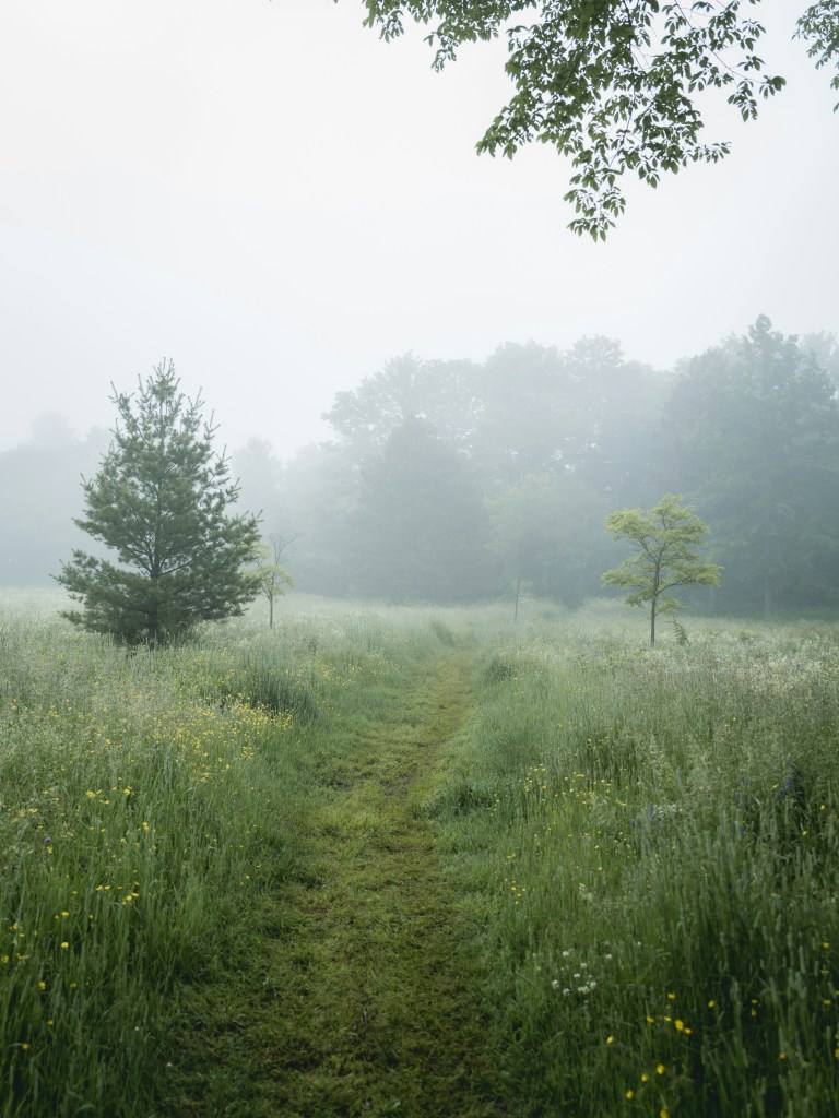 A winding grassy path through misty trees and wildflowers, symbolizing a slow journey toward new victories.