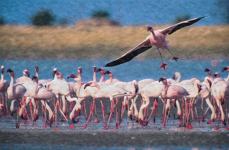 One flamingo dramatically landing with wings outstretched while the rest stand in formation, symbolizing chaos in the midst of order.