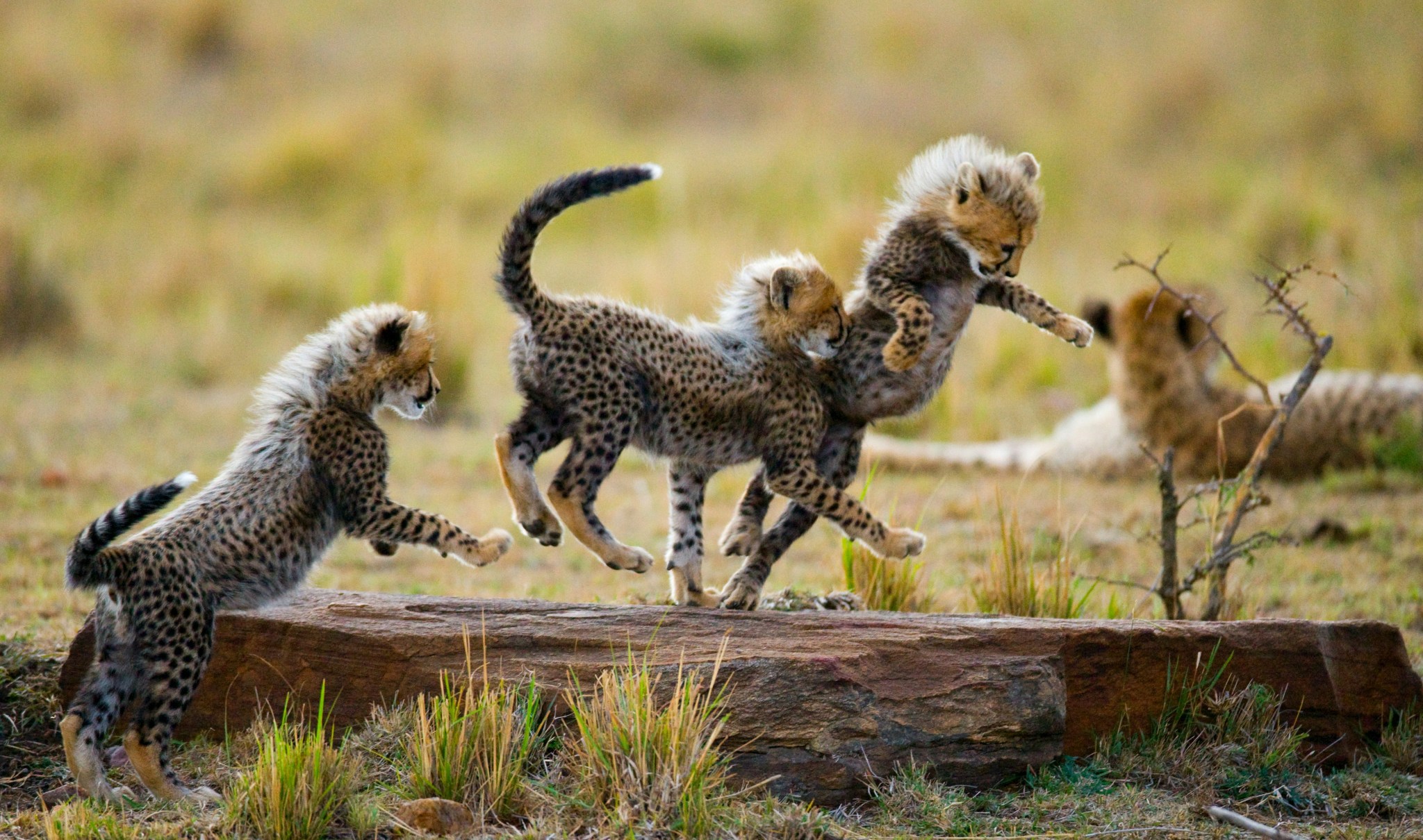 Three playful cheetah cubs pounce and tumble in tall grass, full of energy and ignoring all sense of order — a humorous metaphor for chaos defying control.