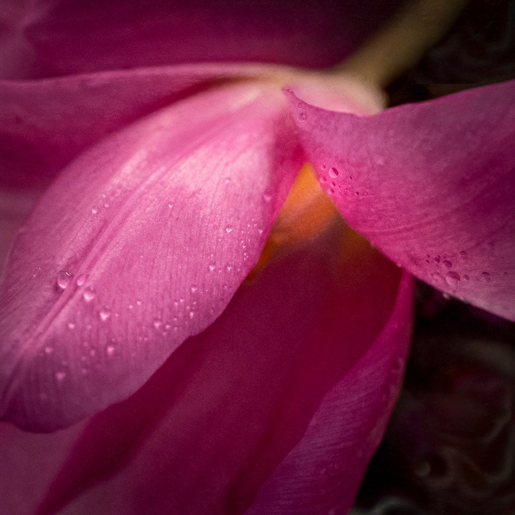 Close-up of a pink tulip petal with droplets of water, symbolizing resilience and tender joy.