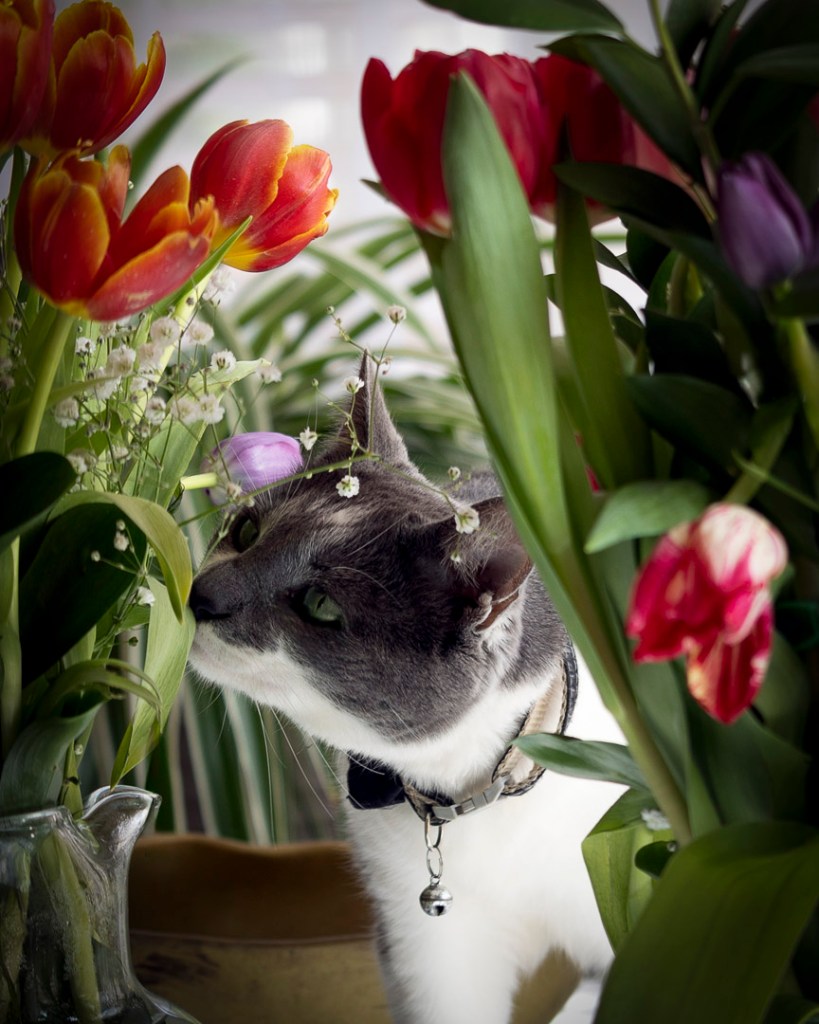 Gray-and-white cat sniffing tulips in a vase, surrounded by flowers.