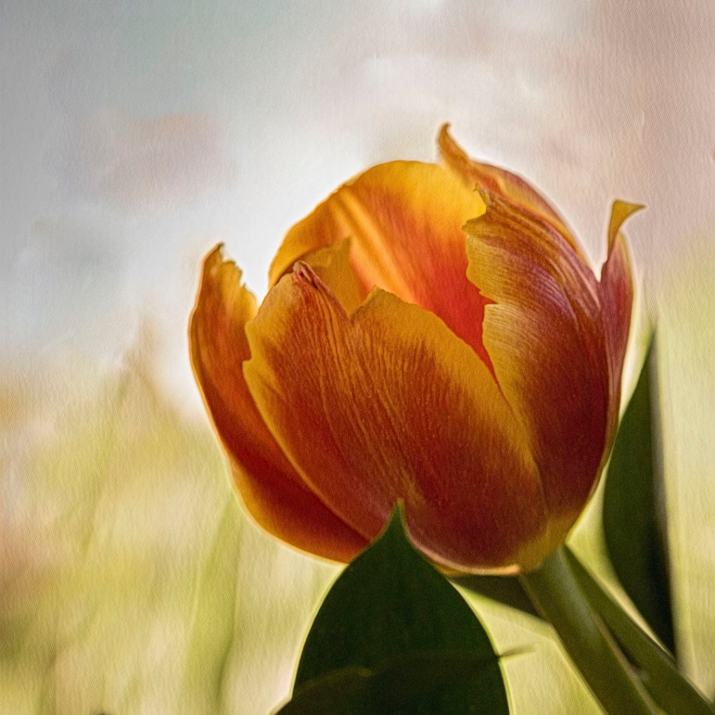 Close-up of a vibrant orange tulip opening in sunlight, symbolizing joy, renewal, and hope.