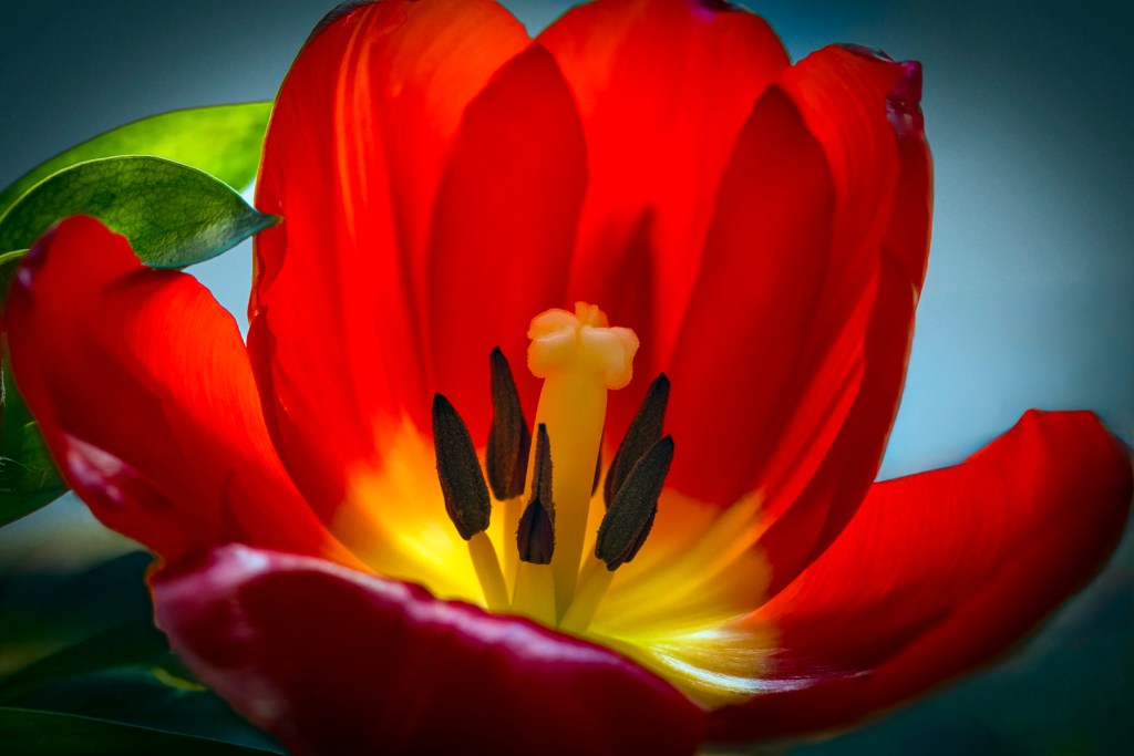Close-up of a red tulip in full bloom showing its yellow center, pale pistil and dark stamens against a blue background