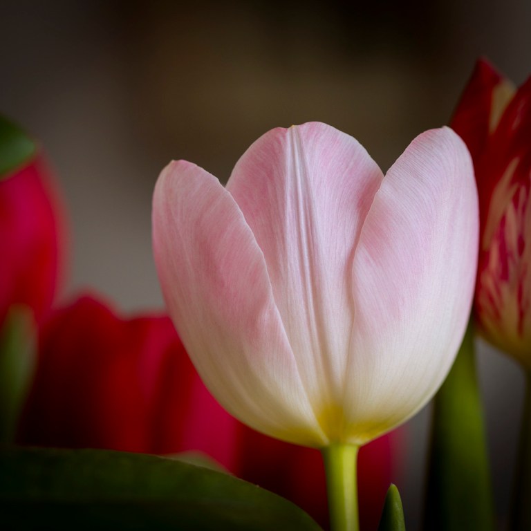 Pale pink tulip in soft light symbolizing joy, renewal, and hope.