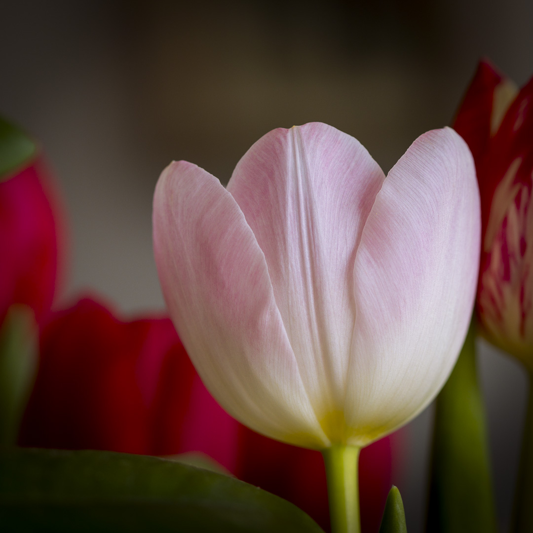 Pale pink tulip in soft light symbolizing joy, renewal, and hope.