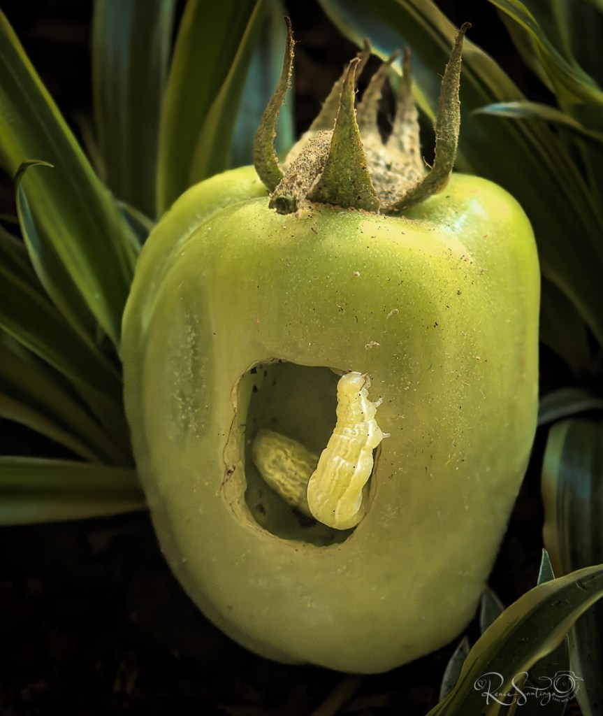 Close-up of a green tomato with an insect emerging from a hole, symbolizing joy in life’s small and unexpected surprises.