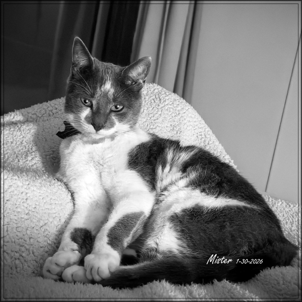Black and white portrait of a cat named Mister resting peacefully in a soft bed near a window.
