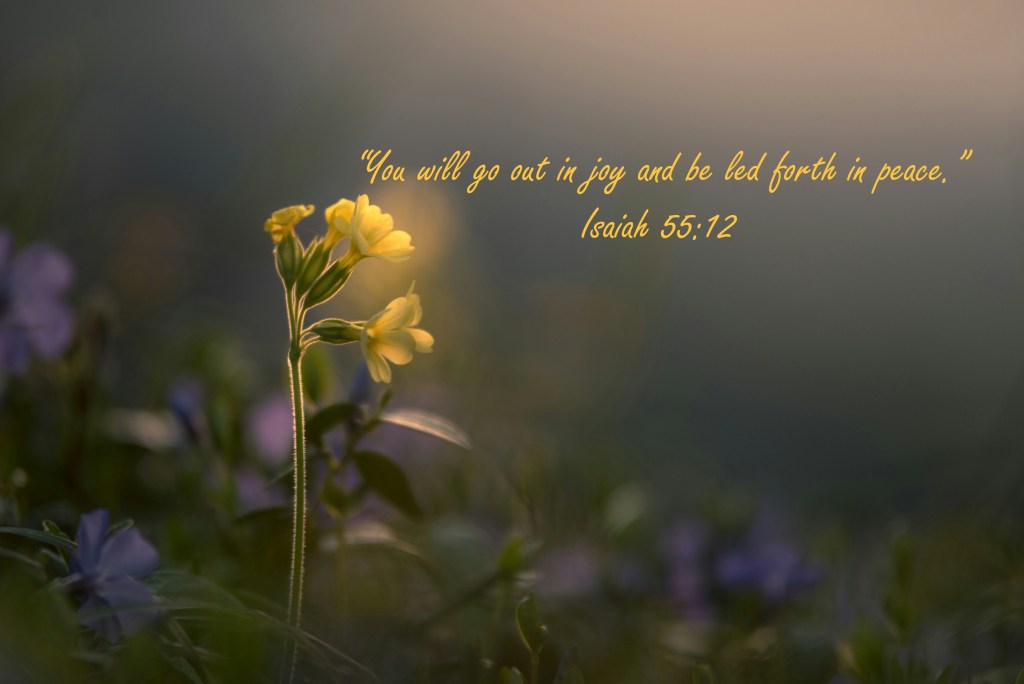 Yellow wildflower standing in soft evening light with the scripture “You will go out in joy and be led forth in peace” from Isaiah 55:12.