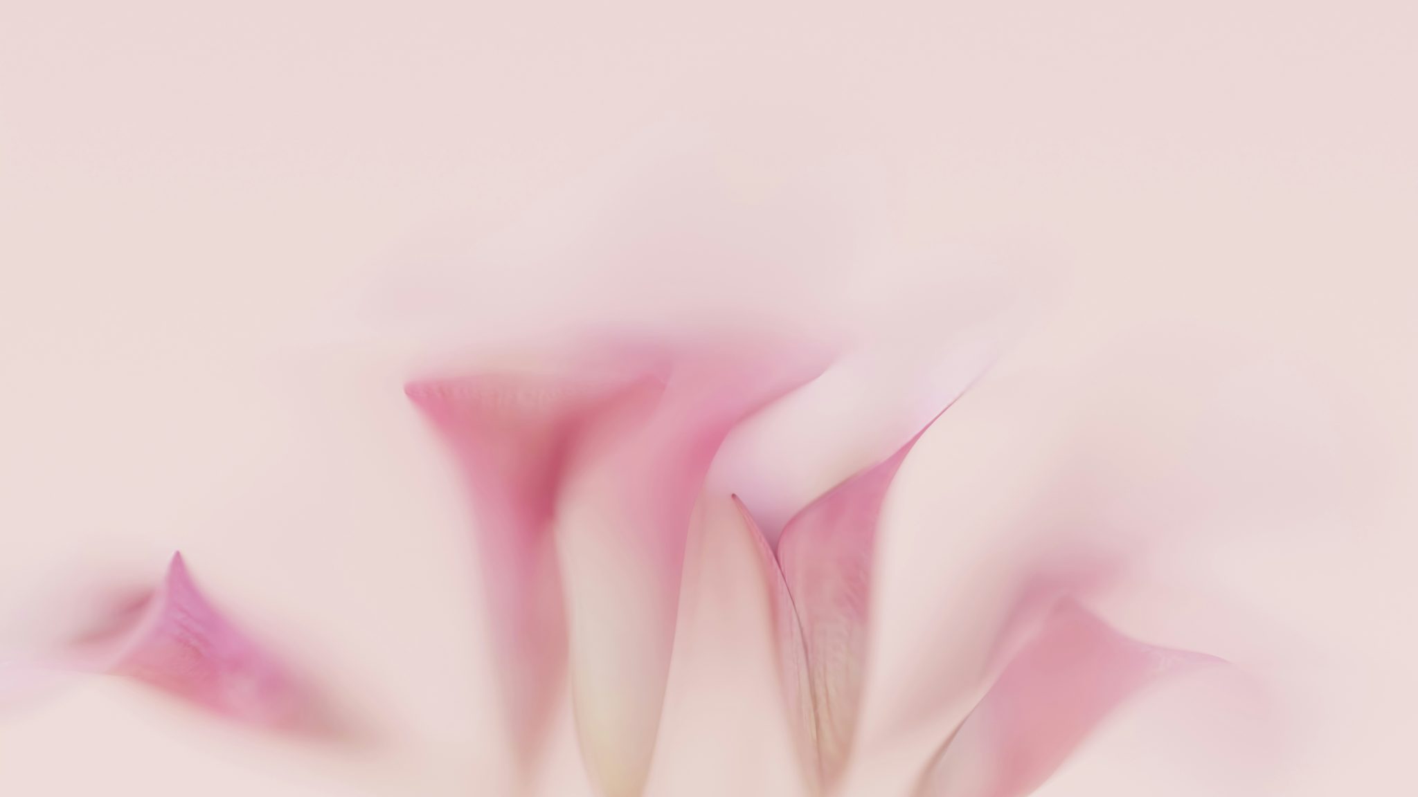 Soft abstract floral image in gentle motion, symbolizing the quiet return of joy and emotional healing