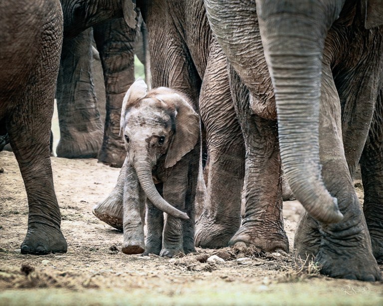 Baby elephant walking between adult elephants, surrounded by protective legs in a close-up wildlife photograph symbolizing wisdom and strength.