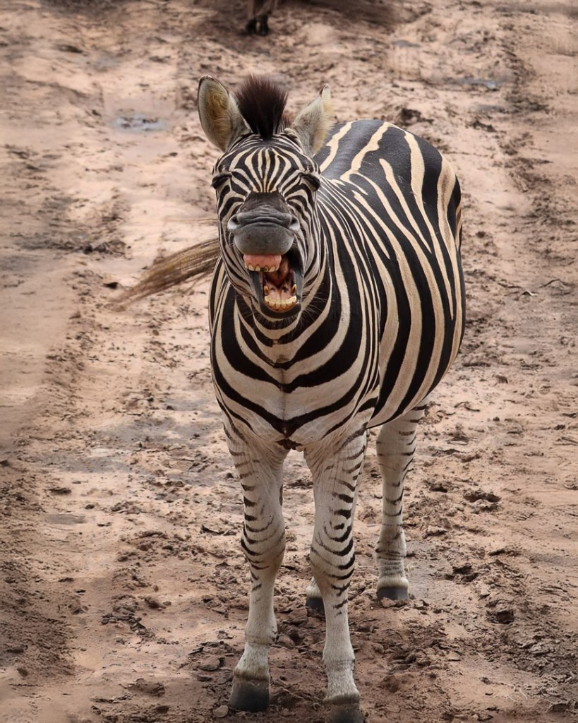 Plains zebra standing on sandy ground with mouth open wide, appearing to laugh in a spontaneous and humorous wildlife moment.