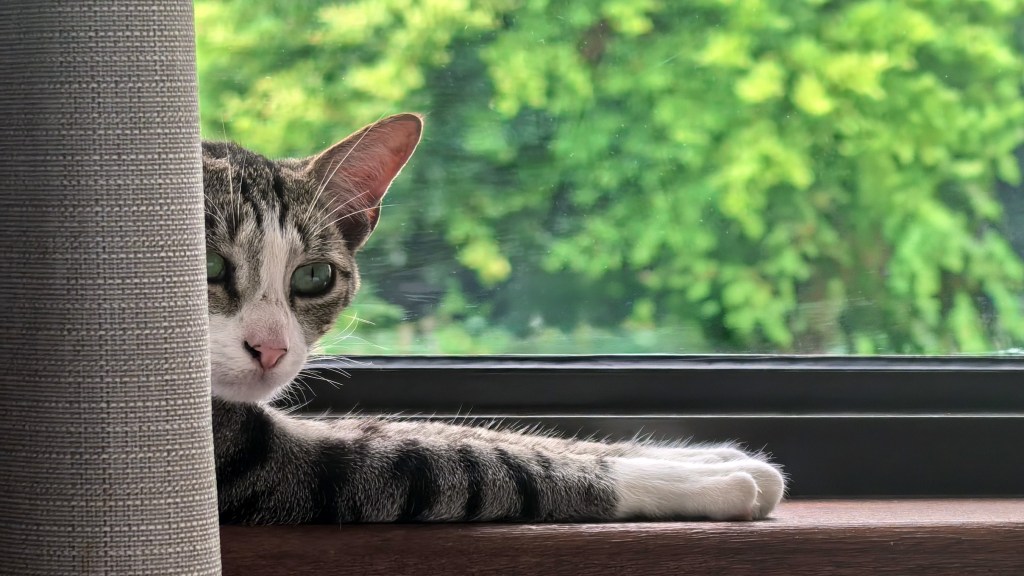 Tabby cat partially hidden behind a curtain, resting a paw on a wooden windowsill with green trees visible outside.
