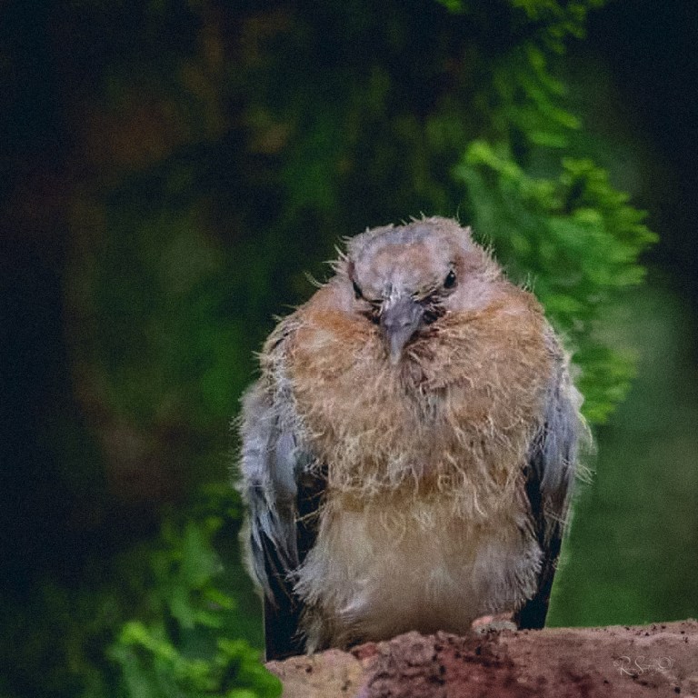 A fluffy baby bird perched on a branch, looking slightly disheveled and tired against a soft green background.