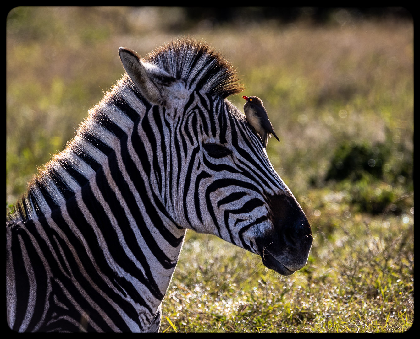 Plains zebra in warm golden morning light with a red-billed oxpecker perched near its eye, a humorous and intimate wildlife moment in the African grasslands.