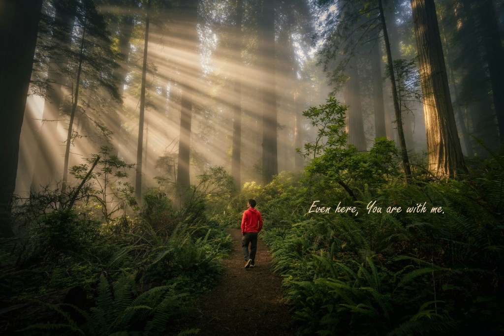 Person walking along a forest path surrounded by tall trees with sunlight streaming through the branches.