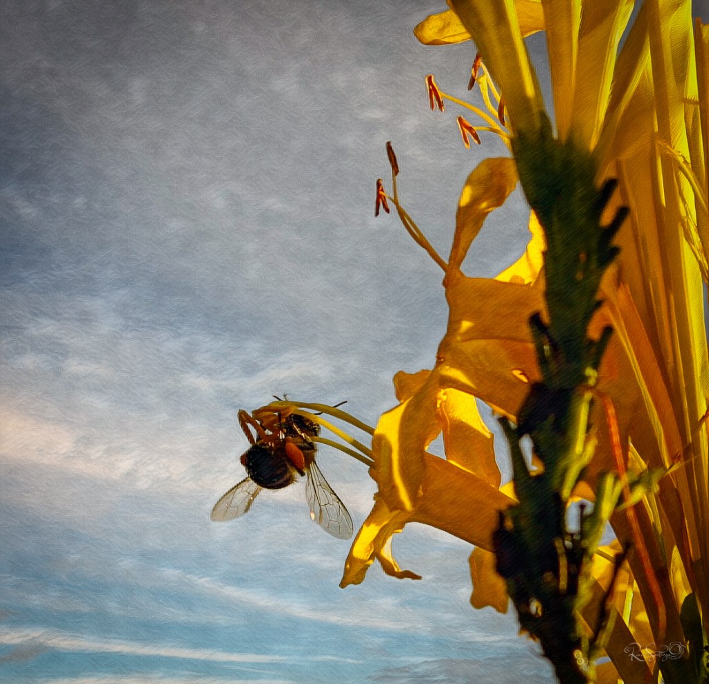 bee hanging upside down on yellow flower showing delicate translucent wings and intricate vein patterns