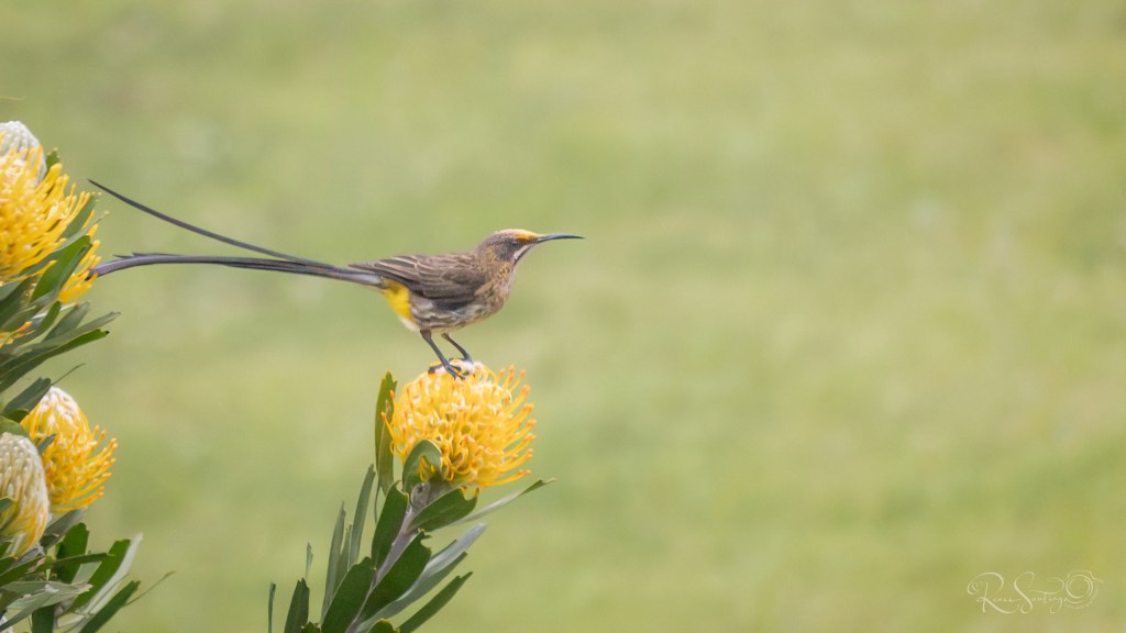 A long-tailed Cape sugarbird perched on a yellow pincushion flower, facing into a softly blurred green landscape.