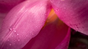 Close-up of pink tulip petals covered in raindrops, glowing softly around a warm golden centre.