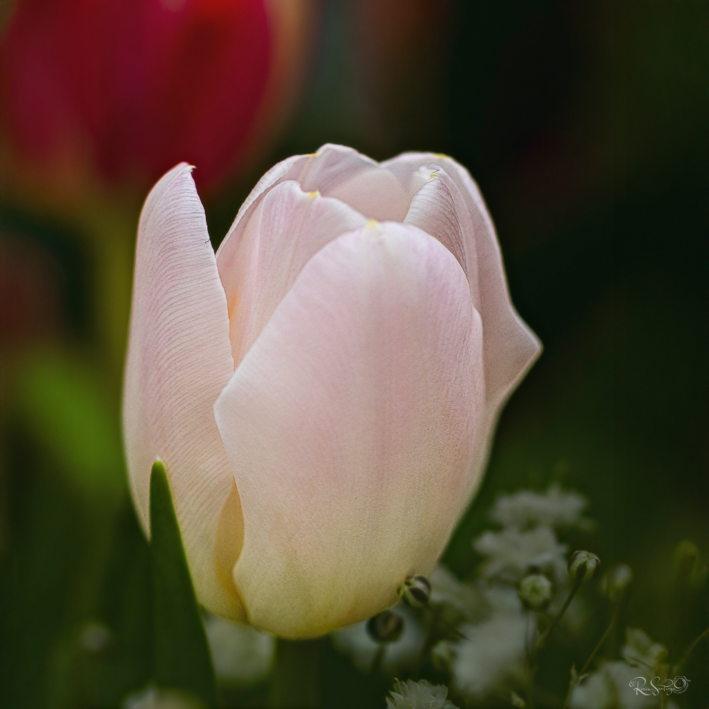 A soft pale pink tulip glowing gently in the foreground, surrounded by tiny white baby's breath blossoms, with a blurred red tulip in the background.
