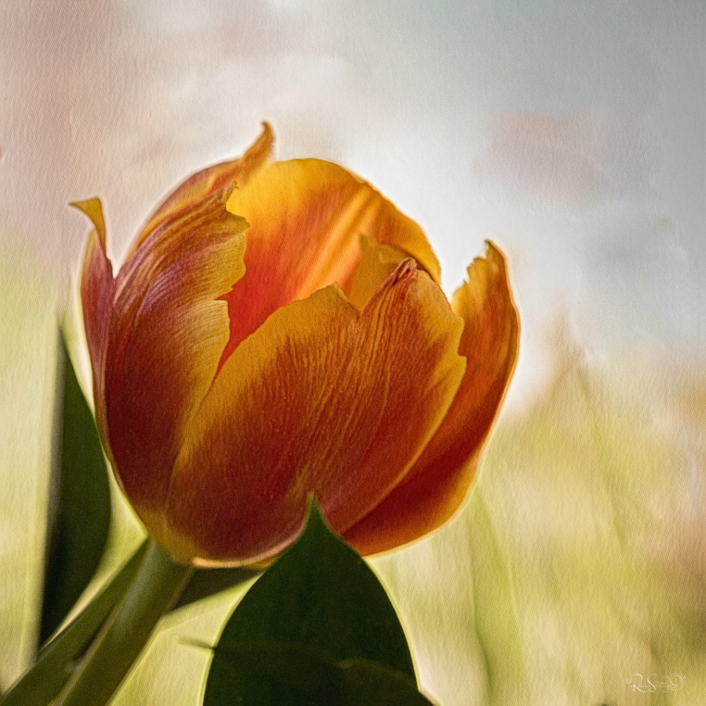 A backlit orange and red tulip glowing against a soft pastel sky, its petals slightly torn at the edges, with dark green leaves framing the base of the stem.