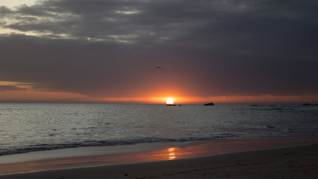 A bird flies beneath dark clouds above the rising sun, with its orange light reflected on the wet beach.